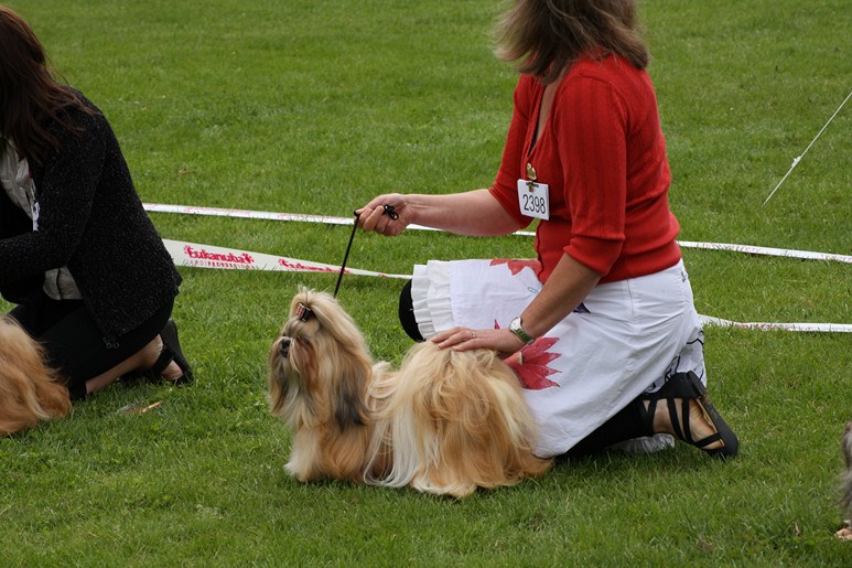 Shih Tzu Danmark